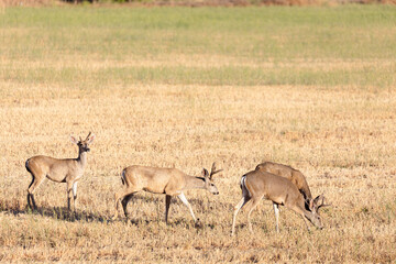 Naklejka na ściany i meble Herd of Deer on Ranch in Santa Barbara County California