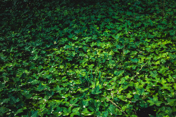 Texture grass. Pattern texture of leaves. Plants texture for designers. Tropical leaves texture. Background tropical grass. Plants pattern. Background wallpaper. Wall abstraction. Abstract texture. Cl