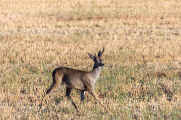 Small Buck Deer in a Farming Field