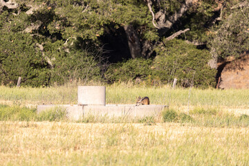 Deer Drinking from a Water Trough