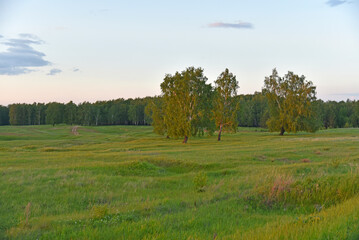 Green field and forest in the evening with clouds