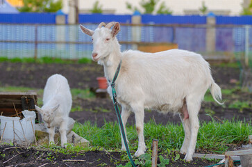 White goat with Cub of goat