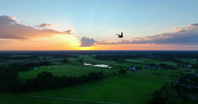 Birds fly past the drone. Beautiful sunset. Slow motion footage.