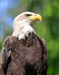 Bald eagle portrait with green background, Canada