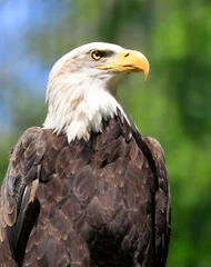 Foto op Plexiglas Bald eagle portrait with green background, Canada © vlad_g