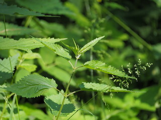 close up of nettle