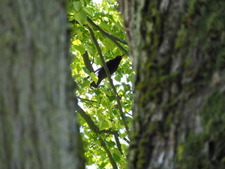 blackbird sitting on a branch and in front of it are two trees