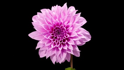 Time lapse of a beautiful dahlia flower blooming