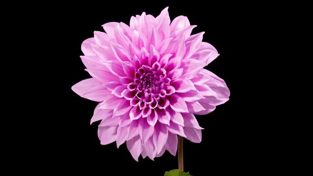 Time lapse of a beautiful dahlia flower blooming