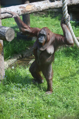 Female orangutan with big breasts during motherhood at the zoo