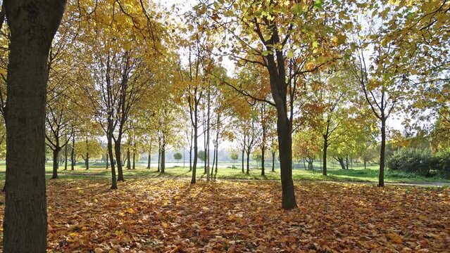 Video with autumn park. Sun shining through golden maple trees