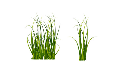 Green grass beautiful vector , isolated on white background ,Vector illustration EPS 10