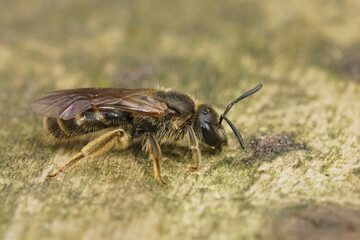 Closeup on a small hairy female sweat furrow bee, Lasioglossum calceatum sitting on wood