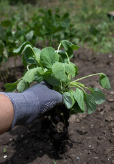 a woman's hand in a gray glove holds cabbage seedlings against the background of a land plot for planting