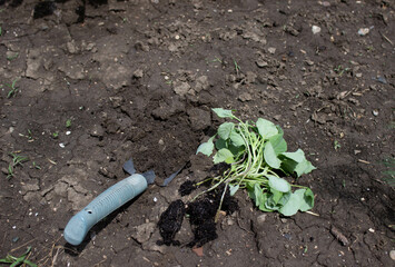 new seedlings, a shovel are on the ground, ready for planting