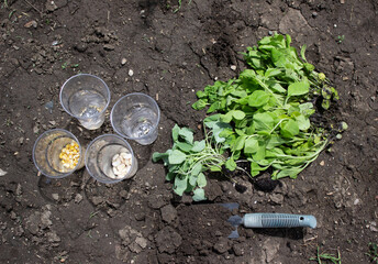 new seedlings, cups with seeds, a spatula are on the ground, ready for planting