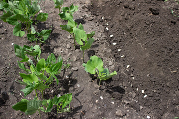sprouted bean seeds, green stems and white beans in a hole, in the garden, planting