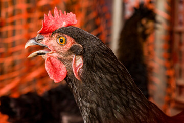 gallo close up