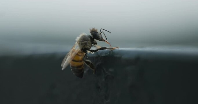 Wet and cold bee trying to recover after a strong storm