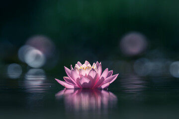 Pink Lotus Flower Or Water Lily Floating On The Water