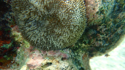 Sun anemone or Atlantic carpet anemone, Caribbean sun anemone (Stichodactyla helianthus) undersea, Caribbean Sea, Cuba, Playa Cueva de los peces