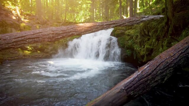 Aerial shot of the lush forest and beautiful White Horse Falls on the Clearwater River in Oregon, USA.