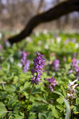 Hollow smokestack (Corydalis cava), spring forest, Southern Moravia, Czech Republic