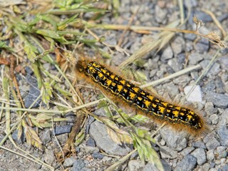 Tent caterpillars damaging plant leaves during annual spring infestation