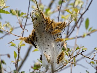 Nest of tent caterpillars damaging plant leaves during annual spring infestation
