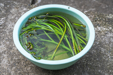 重曹をまぶしたわらびに熱湯をかけて灰汁抜き