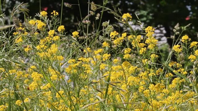 Yellow flowers of wintercress (Barbarea vulgaris) plant in wild