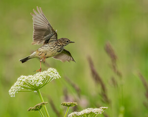 Meadow Pipet