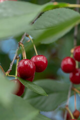 Close-up shot of delicious vibrant organic cherries hanging from the tree