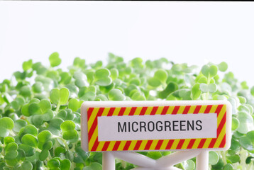 A plate with the inscription microgreens next to young green sprouts of arugula. Germination of plant seeds. Hydroponics. White background. copyspace. Selective focus.