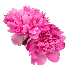 Elegant beautiful peony flower isolated on the white background © Liza