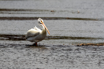 pelicans on the shore