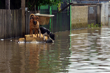 Two dogs stranded during the flood in Rio Grande do Sul, Brazil