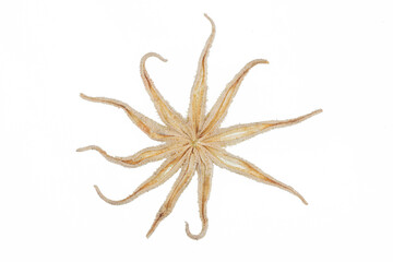 dried octopus on white background