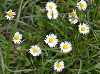 Annual herb, species of the genus Erigeron annuus.