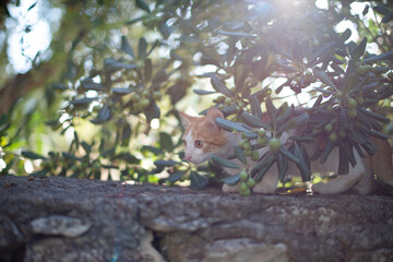 Straßenkatze in Griechenland