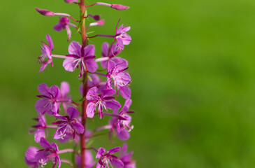 Wildflowers