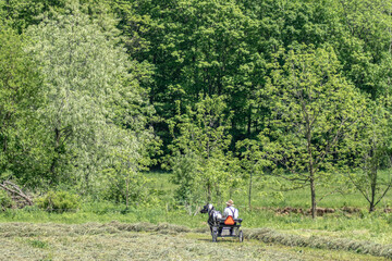 Amish man riding a pony cart in a hay field on his farm | Holmes county, Ohio