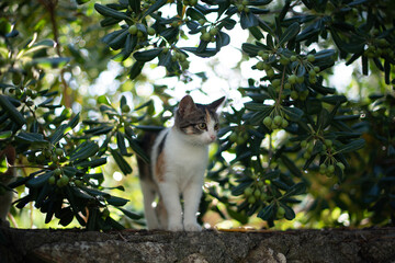 Straßenkatze in Griechenland