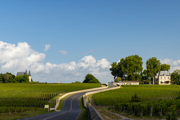 Typical vineyards near Chateau Pichon Longueville Comtesse de Lalande, Bordeaux, Aquitaine, France