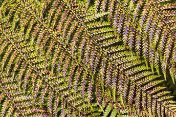 Variegated green-purple fern leaves background