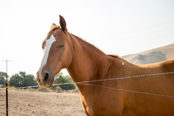 Fototapeta na wymiar portrait of a horse, eyes closed