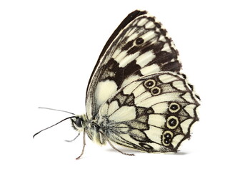 Chess Board butterfly insect isolated on white, side view