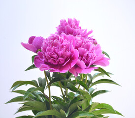 Pink peonies in the garden. Macro photography of a pink peony. Maroon peony flower. Close-up of pink peonies in the garden pink peony macro. Selective focus. Small depth of field.