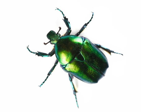 Scarab beetle, Protaetia metallica isolated on white, top view 