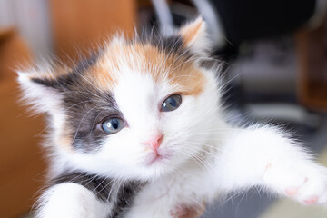 Head of small tricolor kitten portrait closeup